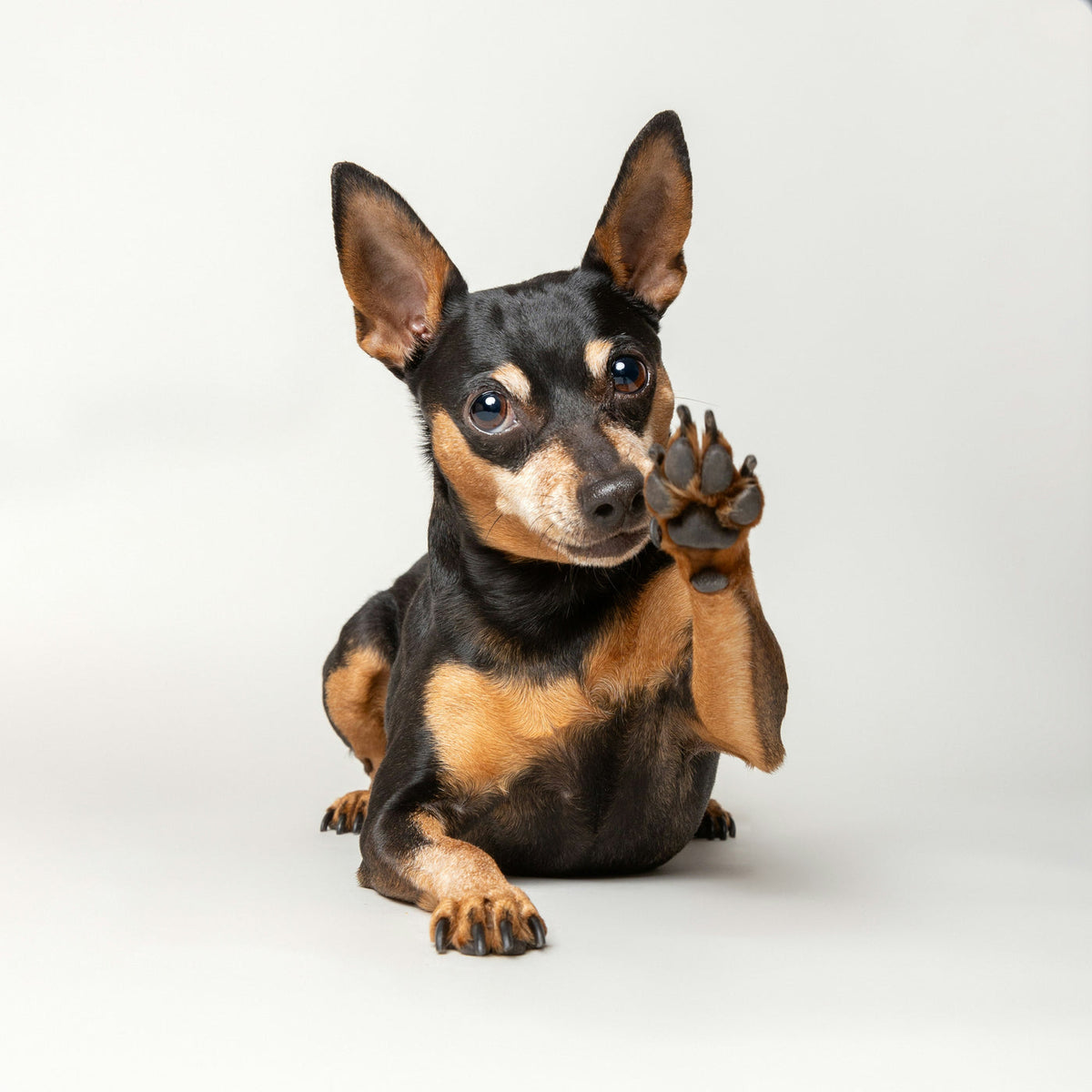 Happy dog with clean paws