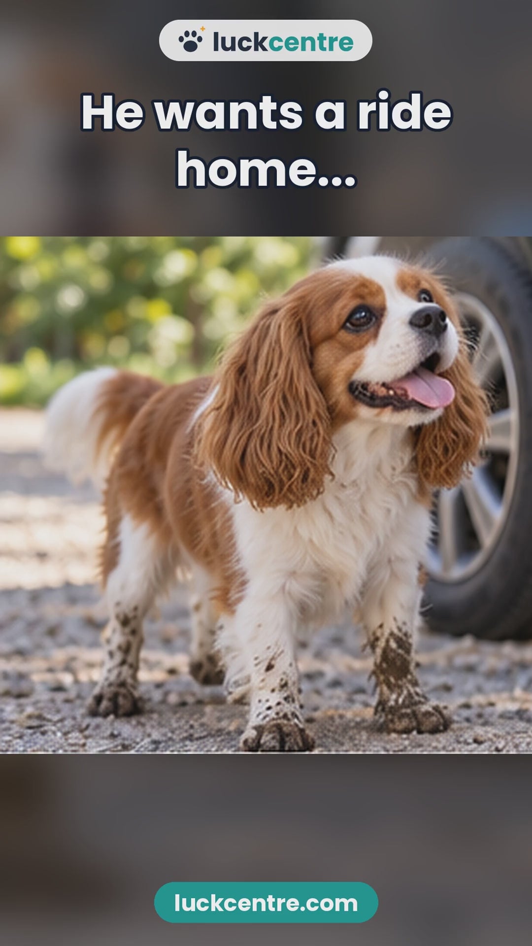PawClean™ Automatic Paw Cleaner